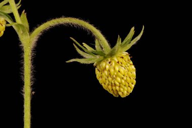 Vahşi Çilek (Fragaria vesca). Olgunlaşmamış Meyve Kapanışı