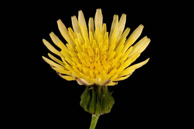 Perennial Sow-Thistle (Sonchus arvensis). Çiçekli Capitulum Kapanış