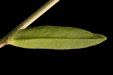 Beyaz Alison (Berteroa incana). Yaprak Kapanışı