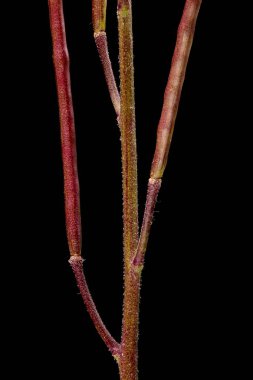 Dame & apos; 'dan Violet (Hesperis matronalis). İnfructescence Detay Kapanış