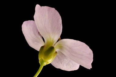 Karabuğday (Cardamine pratensis). Çiçek Kapanışı