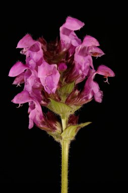 Büyük-Çiçekli Selfheal (Prunella grandiflora). Enfeksiyon. Yakın çekim.