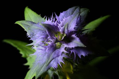 Tahta İnek-Buğday (Melampyrum nemorosum). Parantez Kapanışı