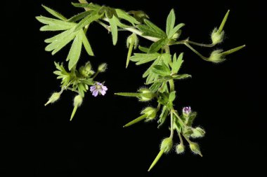 Küçük çiçekli Crane & apos; s-Bill (Geranium pusillum). Enfeksiyon. Yakın çekim.