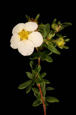Davurian Cinquefoil (Dasiphora glabrata). Alışkanlık