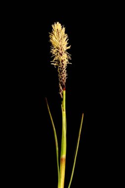 Nadir Bahar Sedge (Carex ericetorum). Enfeksiyon. Yakın çekim.