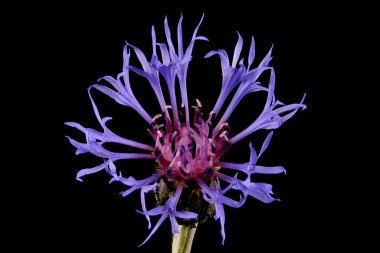 Dağ Çiçeği (Centaurea montana). Çiçekli Capitulum Kapanış