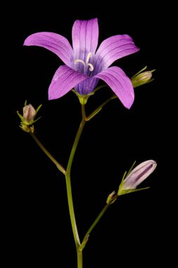 Bellflower (Campanula patula) yayılıyor. Enfeksiyon. Yakın çekim.