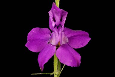 Çatallı Larkspur (Consolida regalis). Çiçek Kapanışı