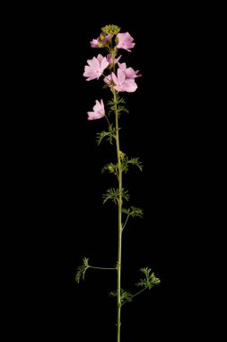 Musk Mallow (Malva moschata). Alışkanlık