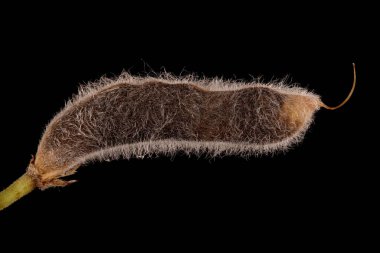 Bahçe Lupin (Lupinus polyphyllus). Olgun Meyve Kapanışı