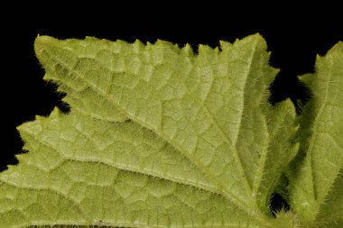 Salatalık (salatalık sativus). Yaprak Ayrıntısı Kapatma