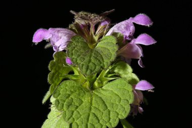 Kesik Yaprak Ölü Nettle (Lamium purpureum). Enfeksiyon. Yakın çekim.