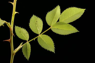 Köpek Rose (Rosa canina). Yaprak Kapanışı