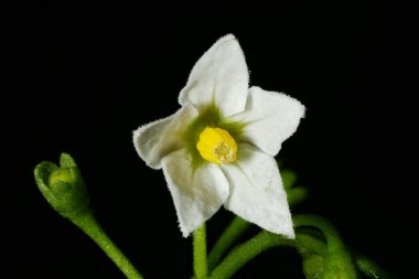 Siyah İtüzümü (Solanum nigrum). Çiçek Kapanışı