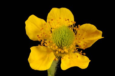 Doğu Bulvarı (Geum aleppicum). Çiçek Kapanışı