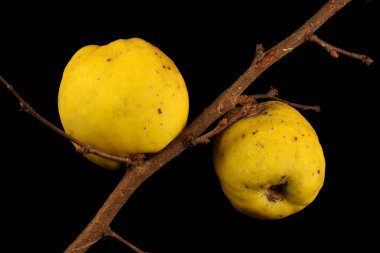 Çin ayva (Chaenomeles speciosa). Meyve Kapanışı