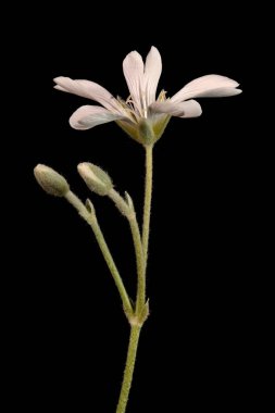 Yazın Kırım karı (Cerastium biebersteinii). Enfeksiyon. Yakın çekim.