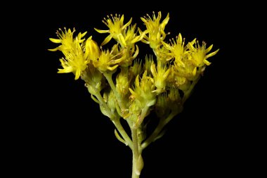 Refleksli Stonecrop (Sedum rupestre). Enfeksiyon. Yakın çekim.