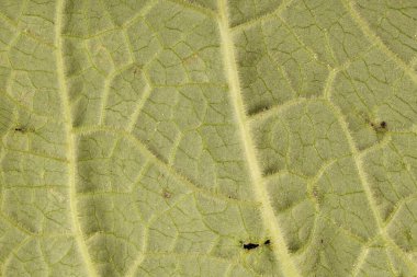 Yüksükotu (Digitalis purpurea). Yaprak Ayrıntısı Kapatma