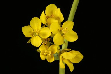 Şalgam Tecavüzü (Brassica rapa). Inflorescence Detay Kapatma