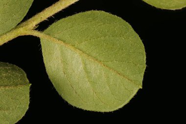 Cotoneaster Duvarı (Cotoneaster yatay). Yaprak Kapanışı