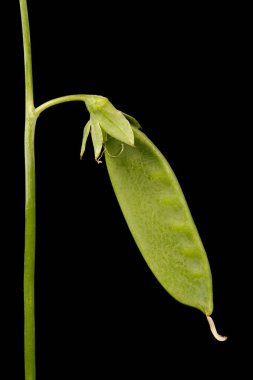 Bahçe Bezelyesi (Pisum sativum). Genç Meyve Kapanışı