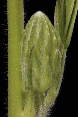 Bahçe Lupin (Lupinus polyphyllus). Genç Infloresans Yakın plan