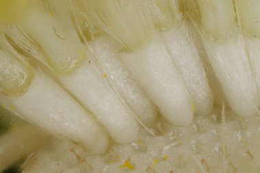 Çin Asterı (Callistephus chinensis). Achenes Yakın Çekim