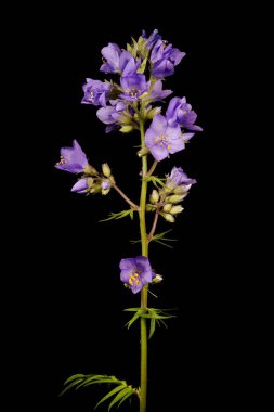 Jacob & apos; 'un Merdiveni (Polemonyum caeruleum). Enfeksiyon. Yakın çekim.