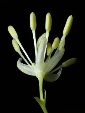 Ortak Meadow-Rue (Thalictrum flavum). Çiçek Kapanışı