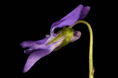 Heath Dog Violet (Viola canina). Çiçek Kapanışı
