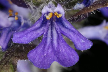 Borazan (Ajuga reptans). Çiçek Kapanışı