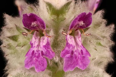 Lamb & apos; s-Ear (Stachys byzantina). Verticillaster Yakın plan Çiçekler