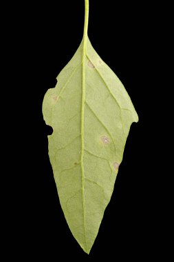 Orache (Atriplex patula). Yaprak Kapanışı