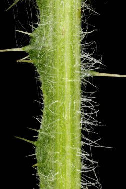 Mızrak dikeni (Cirsium vulgare). Kök Yakın Çekim