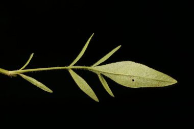 Büyük çiçekli Gıdıktohumu (Coreopsis grandiflora). Yaprak Kapanışı