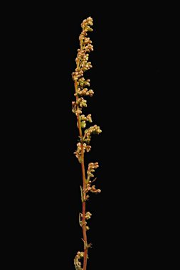 Wormwood (Artemisia campestris). Inflorescence Detay Kapatma