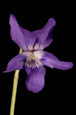 Heath Dog Violet (Viola canina). Çiçek Kapanışı