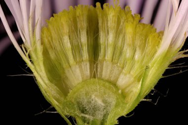 Uzun Fleabane (Erigeron annuus). Capitulum Çapraz Bölümü