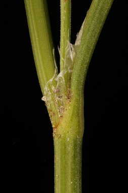 Koyun Sorrel (Rumex asetosella). Ocrea Kapanışı