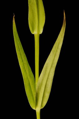 Daha büyük dikişotu (Stellaria holostea). Kök ve Yapraklar Kapalı