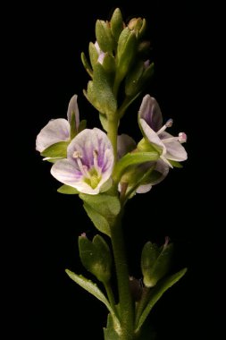 Thyme-Leaved Speedwell (Veronica serpillifolia). Enfeksiyon. Yakın çekim.