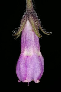 Genel (Symphytum officinale). Çiçek Kapanışı