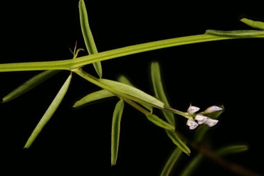 Hairy Tare (Vicia hirsuta). Enfeksiyon. Yakın çekim.