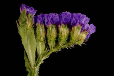 Wavyleaf Sea Lavender (Limonyum sinuatum). Inflorescence Detay Kapatma