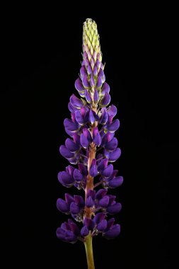 Bahçe Lupin (Lupinus polyphyllus). Enfeksiyon. Yakın çekim.