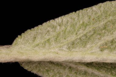 Lamb & apos; s-Ear (Stachys byzantina). Yaprak Ayrıntısı Kapatma