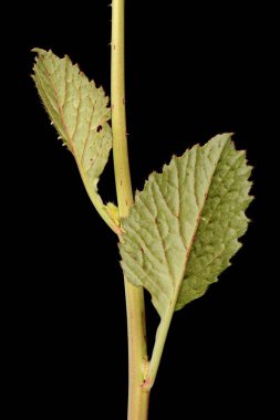 Bahçe Turpu (Raphanus raphanistrum subsp. Sativus). Yaprak Kapanışı