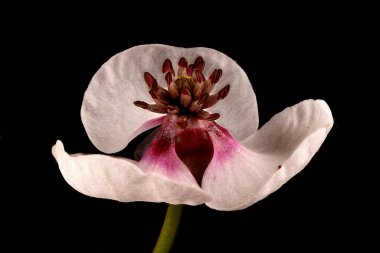 Ok başı (Yay sagittifolia). Erkek Çiçek Kapanışı